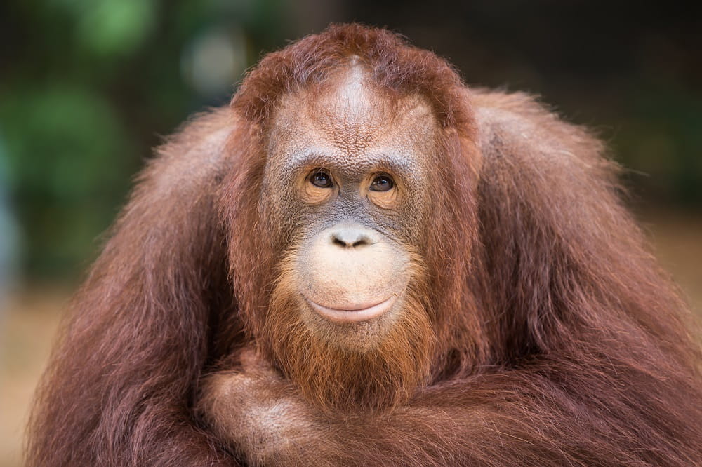 AlfaPeople supports Save the Orangutan